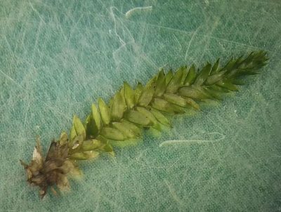 Plagiothecium nemorale, photographed by George Greiff