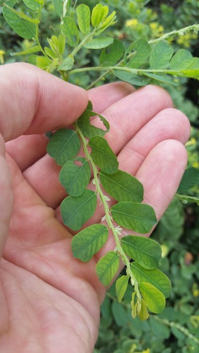 Phyllanthus leucanthus, photographed by cwarneke