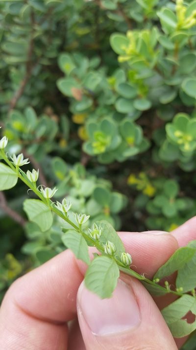 Phyllanthus leucanthus, photographed by cwarneke