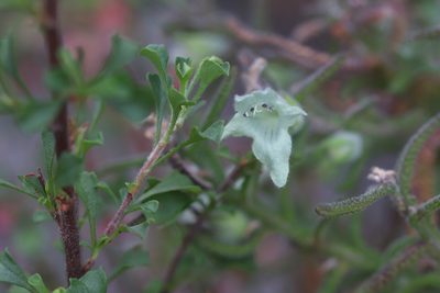 Chloanthes stoechadis, photographed by Jeff Harbrow