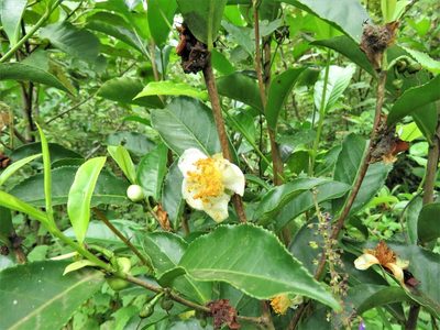 Camellia sinensis, photographed by Annika Lindqvist