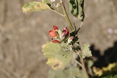 Sphaeralcea munroana, photographed by Eric Knight