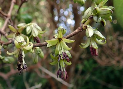 Coprosma chathamica, photographed by Peter de Lange