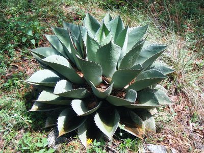 Agave ovatifolia, photographed by Bere Mata