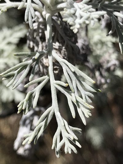 Artemisia mauiensis, photographed by Bruce Homer-Smith