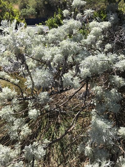 Artemisia mauiensis, photographed by Bruce Homer-Smith