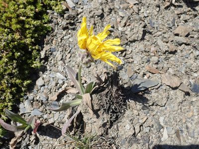 Agoseris glauca, photographed by John Brew