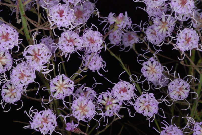 Liatris patens, photographed by Douglas Goldman