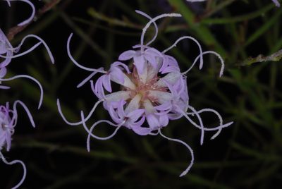 Liatris patens, photographed by Douglas Goldman
