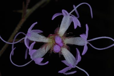 Liatris patens, photographed by Douglas Goldman