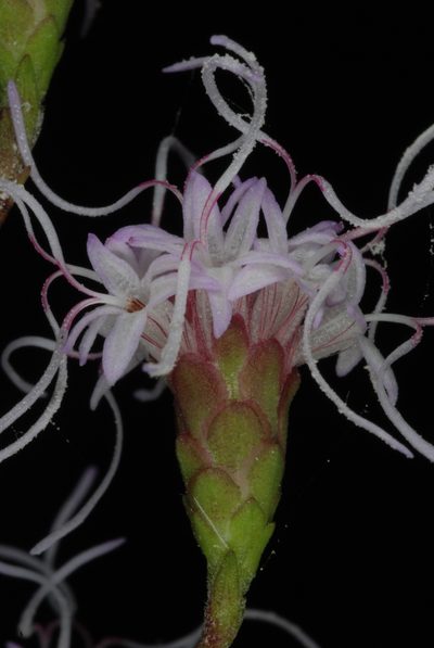 Liatris patens, photographed by Douglas Goldman