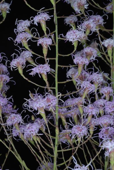 Liatris patens, photographed by Douglas Goldman