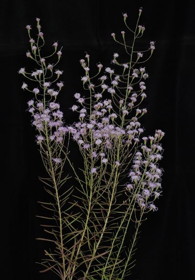 Liatris patens, photographed by Douglas Goldman