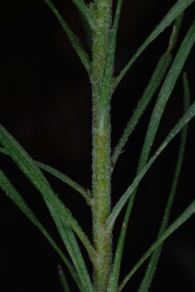 Liatris patens, photographed by Douglas Goldman