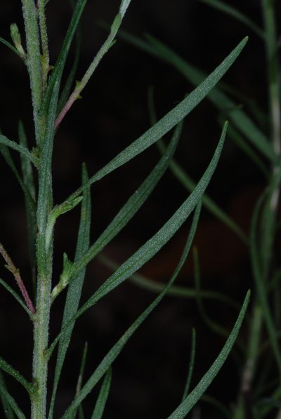 Liatris patens, photographed by Douglas Goldman