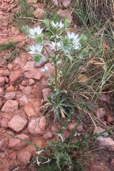 Eryngium lemmonii, photographed by Gjon Hazard