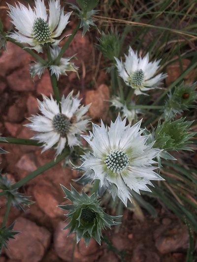 Eryngium lemmonii, photographed by Gjon Hazard