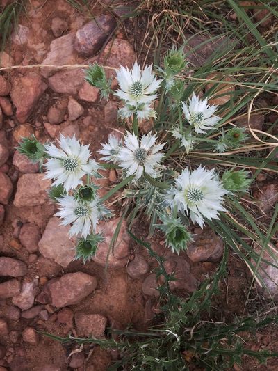 Eryngium lemmonii, photographed by Gjon Hazard