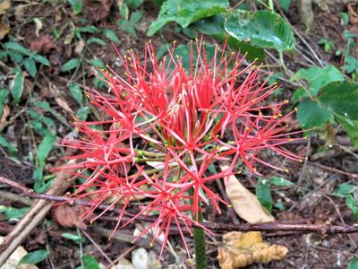Scadoxus multiflorus, photographed by Annika Lindqvist