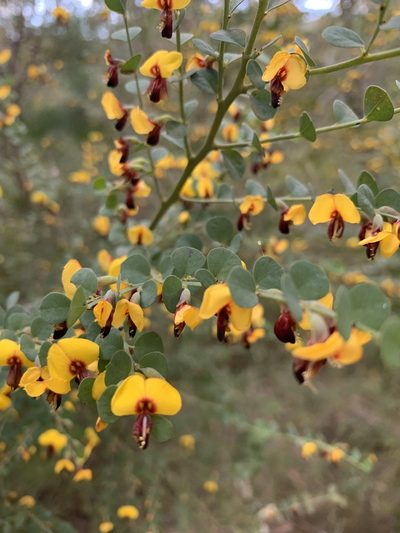 Bossiaea rhombifolia, photographed by Guy Taseski