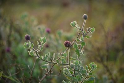 Sphaeranthus indicus, photographed by Rohit