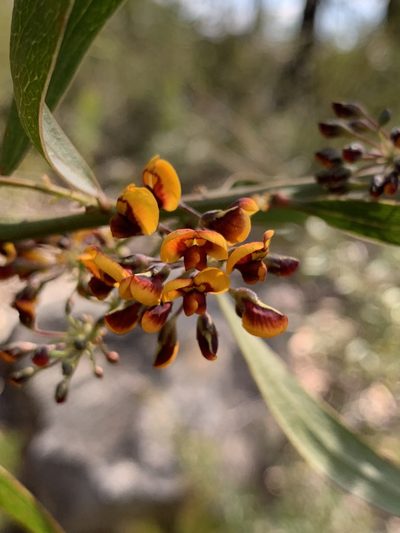 Daviesia corymbosa, photographed by Guy Taseski