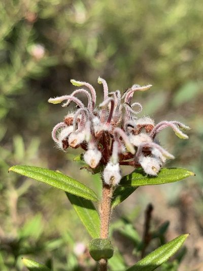 Grevillea phylicoides, photographed by Guy Taseski