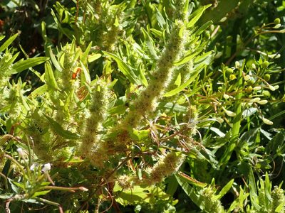Rumex maritimus, photographed by mfeaver