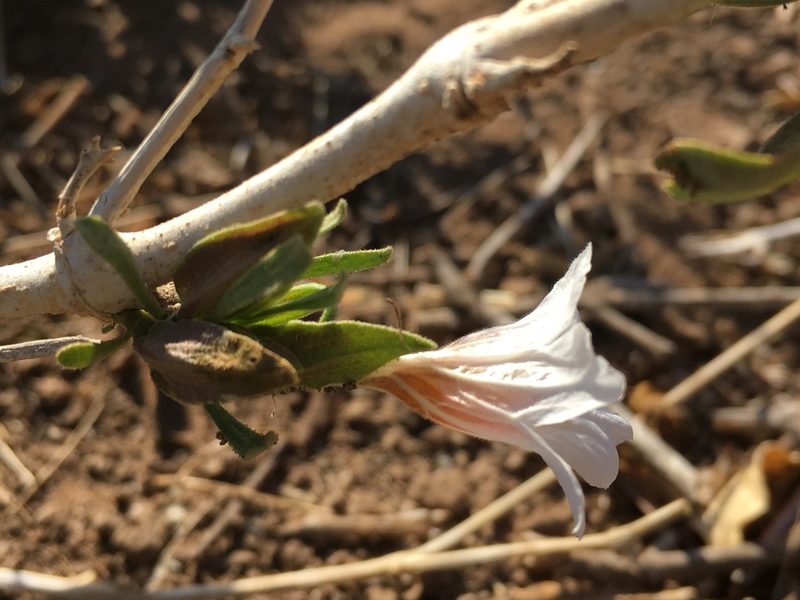 Petalidium aromaticum, photographed by Caroline Voget