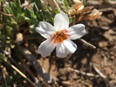 Petalidium aromaticum, photographed by Caroline Voget