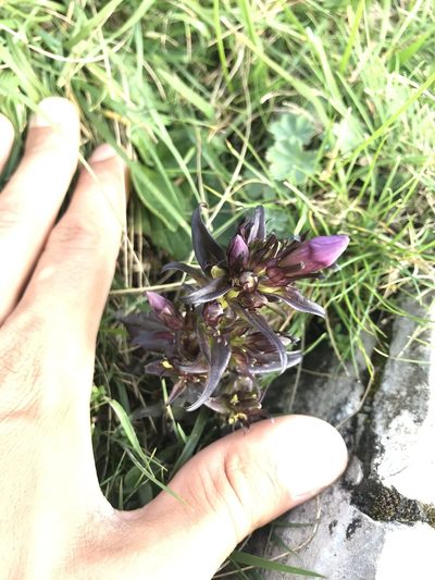 Gentianella insubrica, photographed by Riccardo Riva