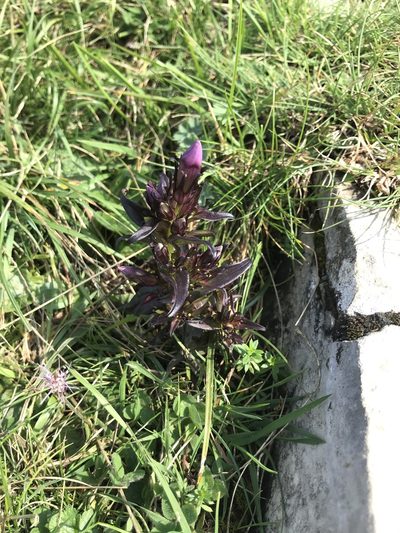 Gentianella insubrica, photographed by Riccardo Riva