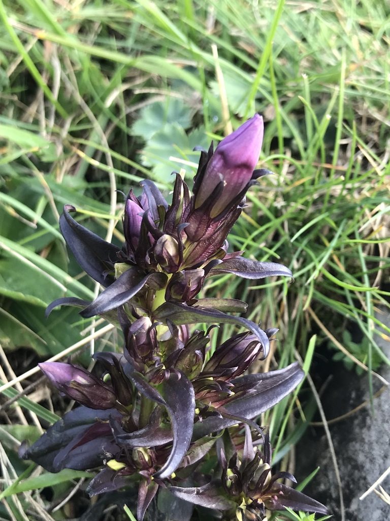 Gentianella insubrica, photographed by Riccardo Riva