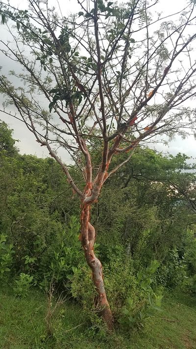 Bursera multijuga, photographed by Alan Rockefeller