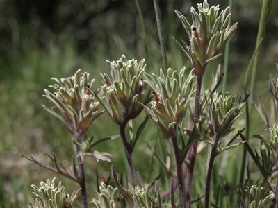 Castilleja nana, photographed by Jim Morefield