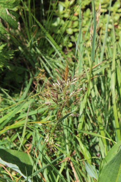 Bromus variegatus, photographed by Dmitriy Bochkov