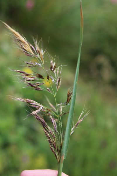 Bromus variegatus, photographed by Dmitriy Bochkov