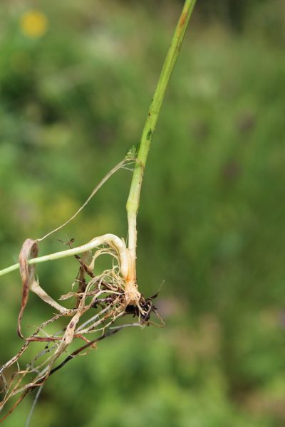 Bromus variegatus, photographed by Dmitriy Bochkov
