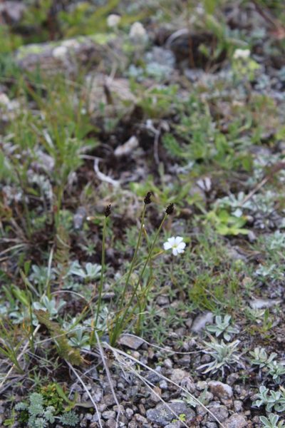 Carex oreophila, photographed by Dmitriy Bochkov