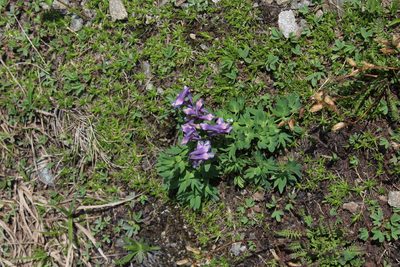 Corydalis conorhiza, photographed by Dmitriy Bochkov