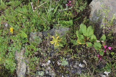 Pedicularis condensata, photographed by Dmitriy Bochkov