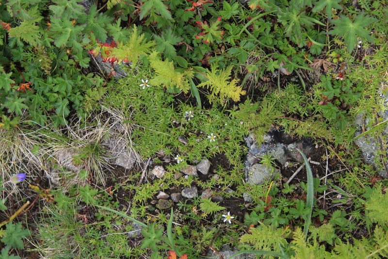 Pseudocherleria aizoides, photographed by Dmitriy Bochkov