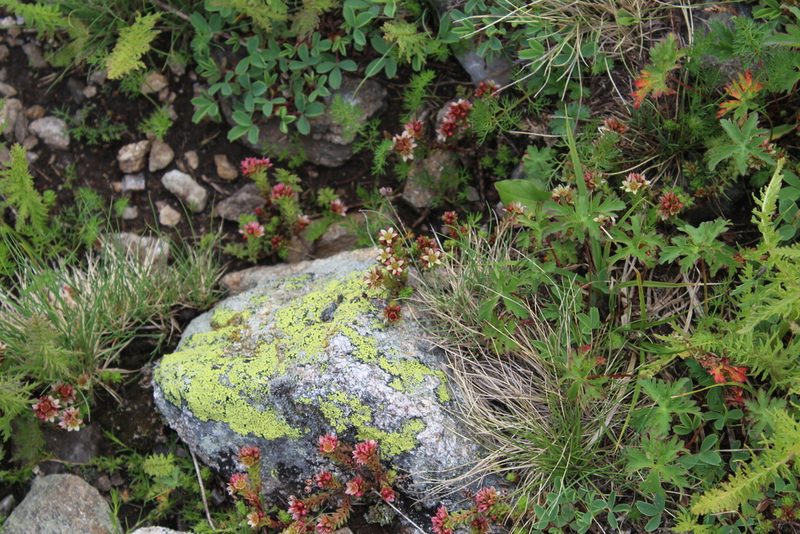 Sedum tenellum, photographed by Dmitriy Bochkov