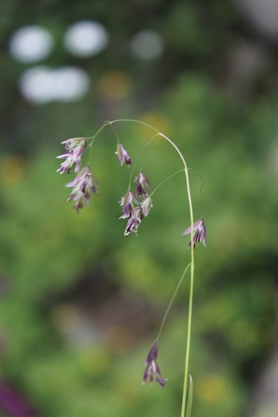 Hyalopoa pontica, photographed by Dmitriy Bochkov