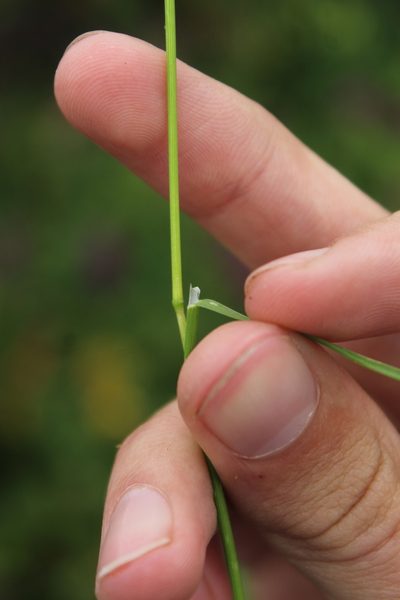 Hyalopoa pontica, photographed by Dmitriy Bochkov