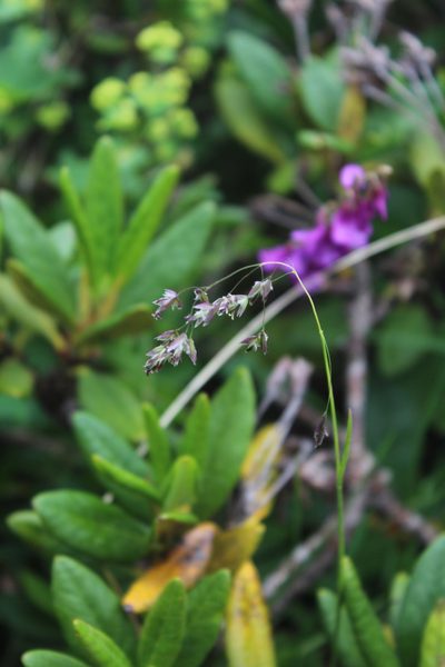 Hyalopoa pontica, photographed by Dmitriy Bochkov