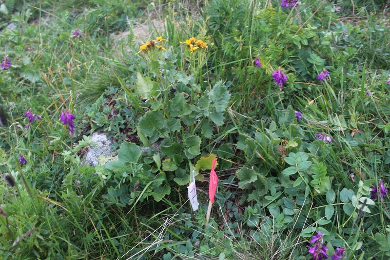 Iranecio taraxacifolius, photographed by Dmitriy Bochkov