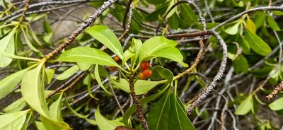 Cyrtophyllum fragrans, photographed by Ong Jyh Seng