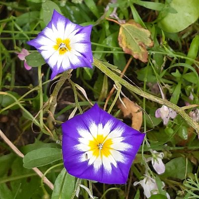 Convolvulus tricolor, photographed by Peter Andersen