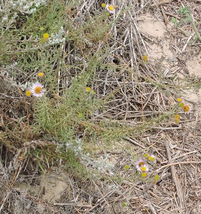Erigeron blochmaniae, photographed by cwwood